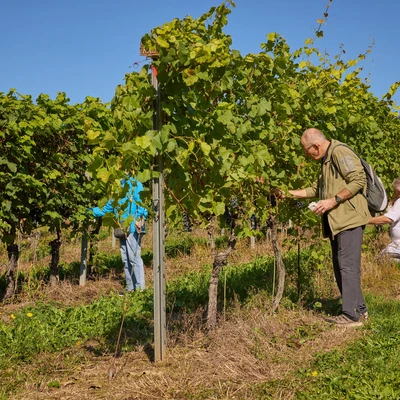 Święto Winobrania 2024