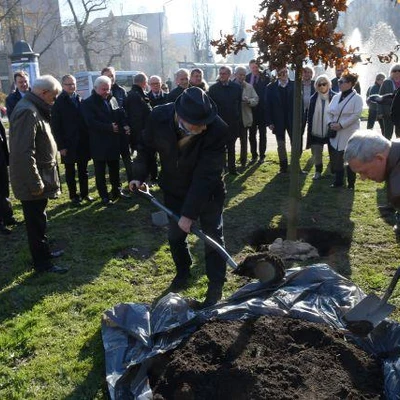 Dąb Na Stulecie Niepodległości