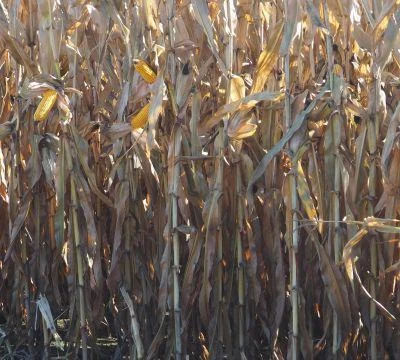 Agro-Krak UR 2019