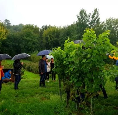 10 września 2022 r., Święto Winobrania URK