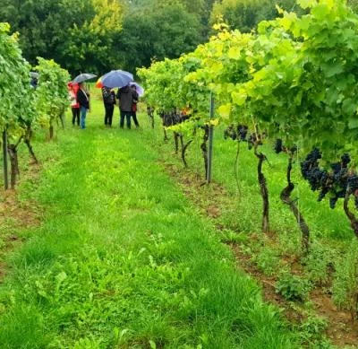 10 września 2022 r., Święto Winobrania URK
