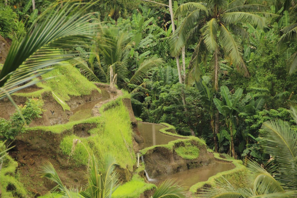 tropical areas