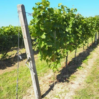 Święto Winobrania