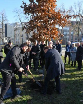 Dąb Na Stulecie Niepodległości