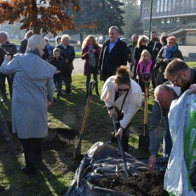 Dąb Na Stulecie Niepodległości
