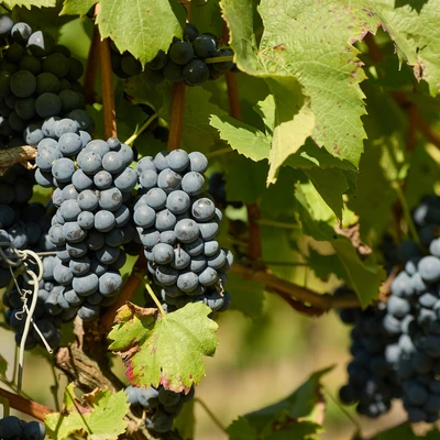 Święto Winobrania 2024