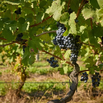 Święto Winobrania 2024