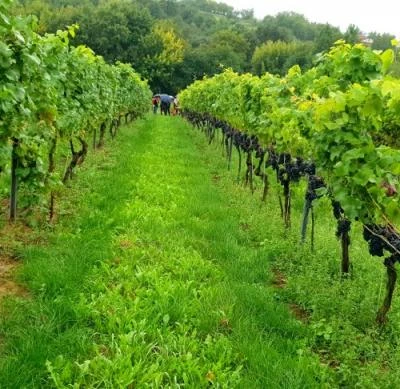 10 września 2022 r., Święto Winobrania URK