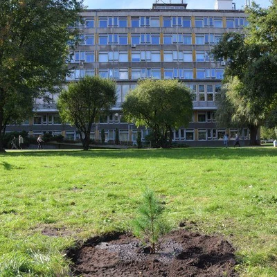6 października 2020 r., Sadzenie limby pod Budynkiem Jubileuszowym