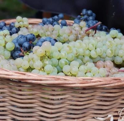 10 września 2022 r., Święto Winobrania URK