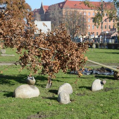 Dąb Na Stulecie Niepodległości