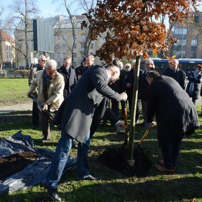 Dąb Na Stulecie Niepodległości