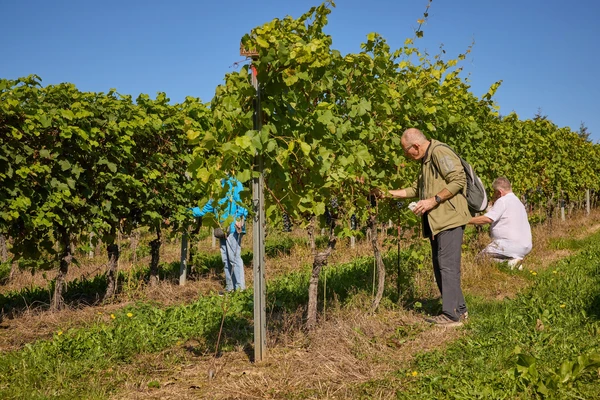 Święto Winobrania 2024