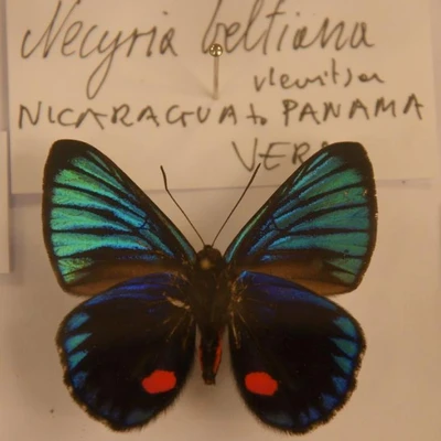 19 czerwca 2021 r., XIX Ogólnopolskie Dni Owada - Cz. 3. Stoiska, wystawy