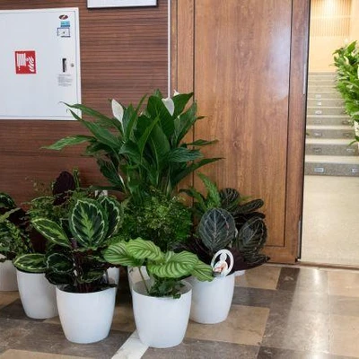 Zieleń dla czystego powietrza-konferencja naukowa
