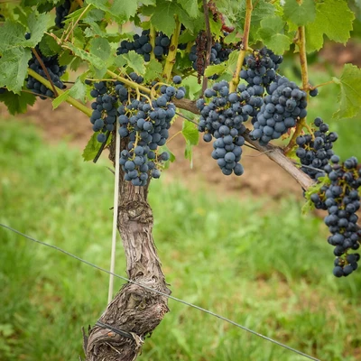 6 września 2025 r. Święto Winobrania