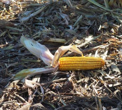 Agro-Krak UR 2019