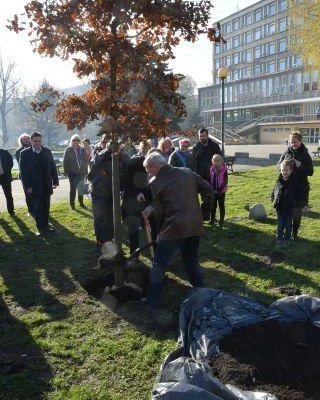 Dąb Na Stulecie Niepodległości