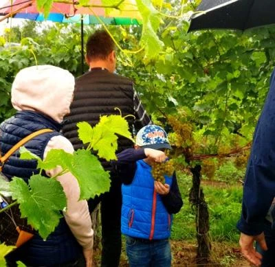 10 września 2022 r., Święto Winobrania URK