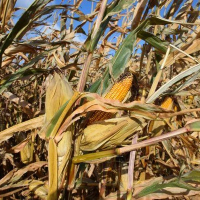 Agro-Krak UR 2021