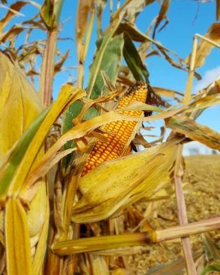 Agro-Krak UR 2021