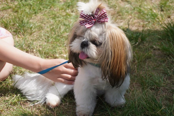 Zdjęcie przedstawia małego psa z kokardką, prawdopodobnie rasy shih tzu.