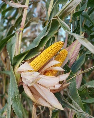 Agro-Krak UR 2021