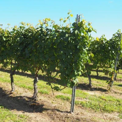 Święto Winobrania
