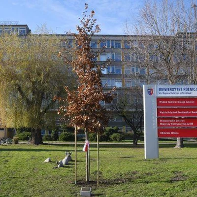 Dąb Na Stulecie Niepodległości
