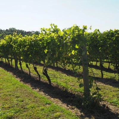 Święto Winobrania