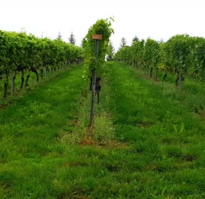 10 września 2022 r., Święto Winobrania URK