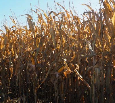 Agro-Krak UR 2019