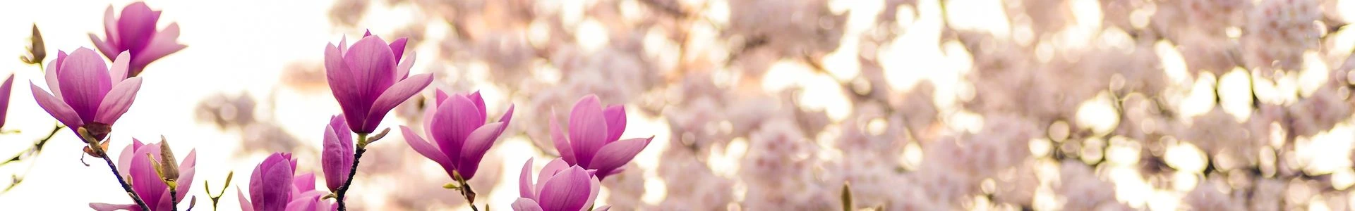 kwiaty różowej magnolii
