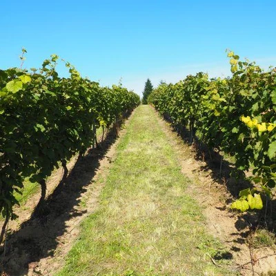 Święto Winobrania