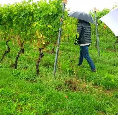 10 września 2022 r., Święto Winobrania URK